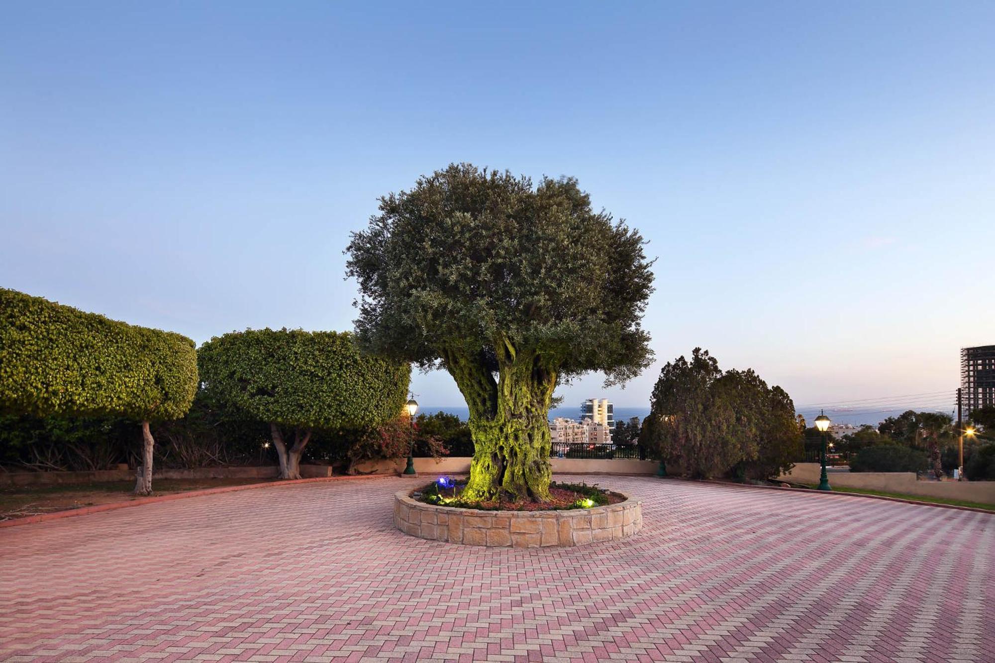 Olive Tree Apartments Limassol Eksteriør billede